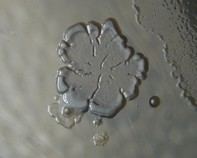 water bacteria water bacteria